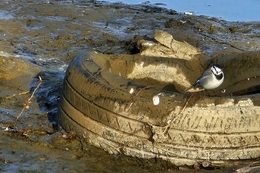 시흥 보통천 물고기 폐사… "무허가 업체·공사장 폐수 방류 가능성 조사 중"