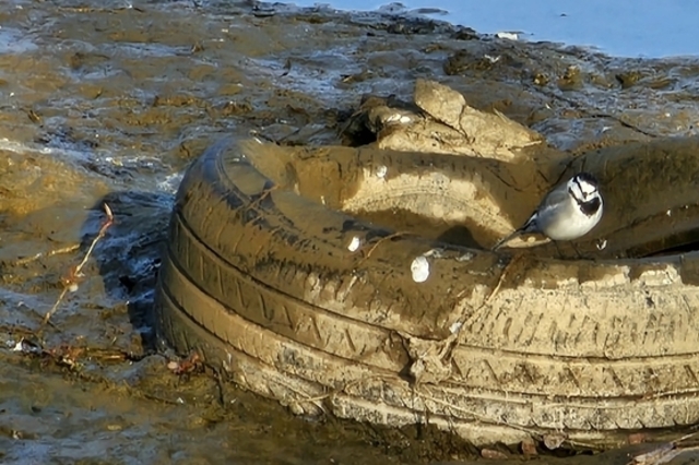 시흥 보통천 물고기 폐사… "무허가 업체·공사장 폐수 방류 가능성 조사 중"